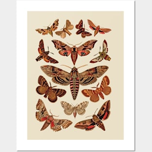 Vintage Moths Posters and Art